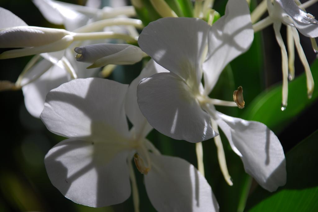 דירות בורנט פיין Coast Norfolk Island חדר תמונה
