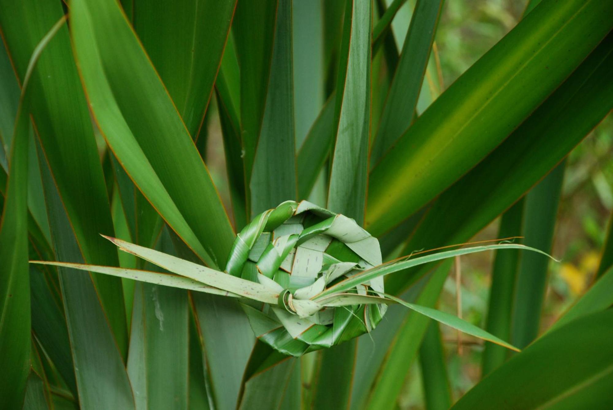 דירות בורנט פיין Coast Norfolk Island מראה חיצוני תמונה